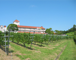 2014昼便用神戸ワイン画像その1