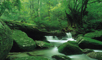 Yakushima shirataniunsuikyo.jpg