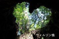 Yakushima ulirusonkabu.jpg