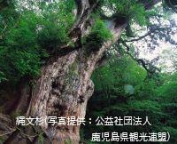 Yakushima zyomonsugi.jpg