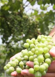 安心院葡萄工房2