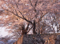 okadajoshisakura.gifのサムネイル画像