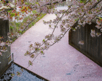 哲学の道桜