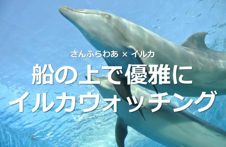イルカ.jpg